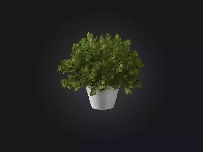 Thyme Model