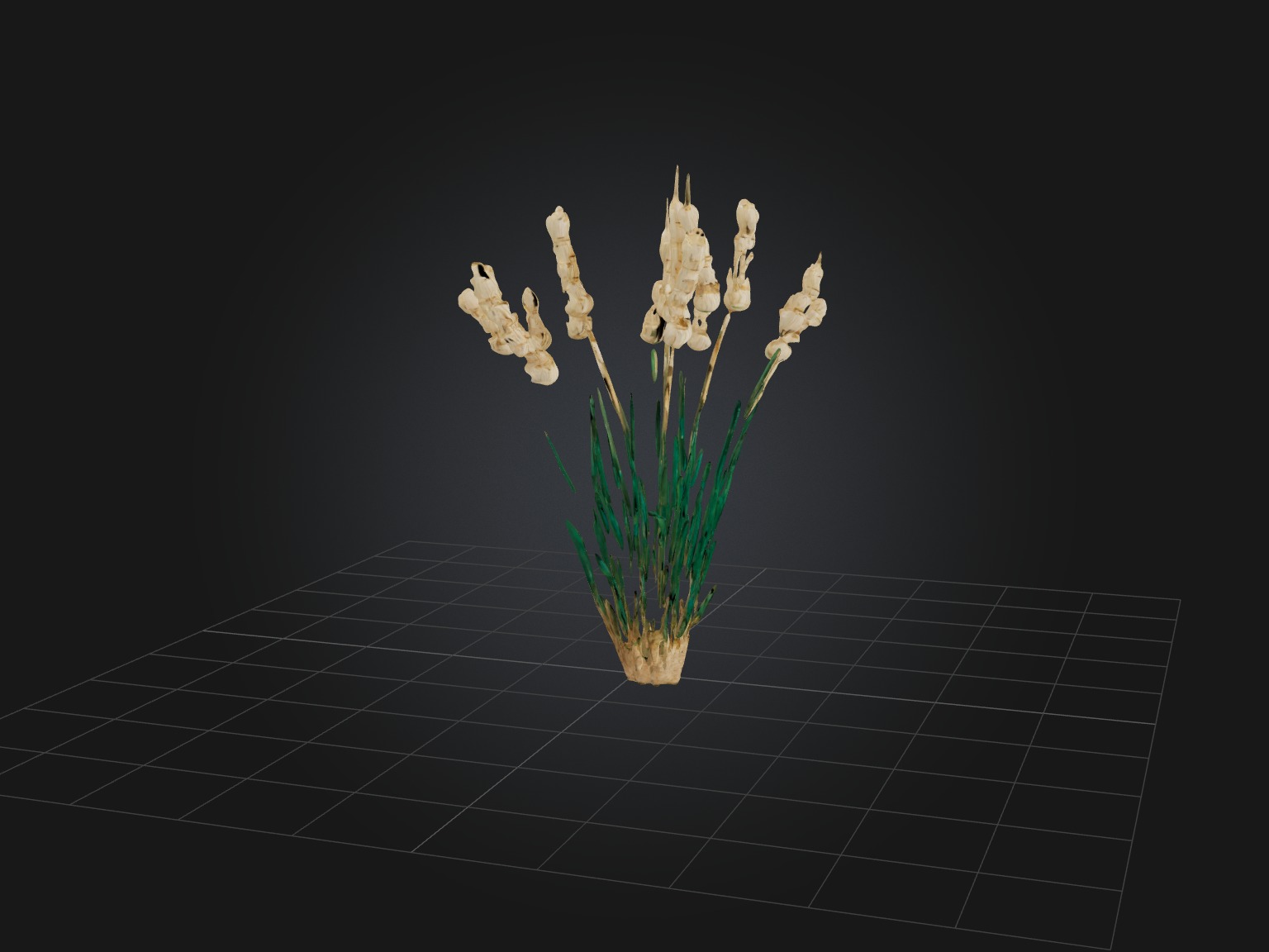 Tarragon Model Low-poly 3D model_6