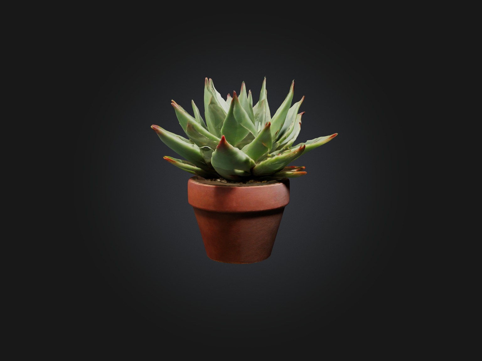 Succulent Model Low-poly 3D model_7