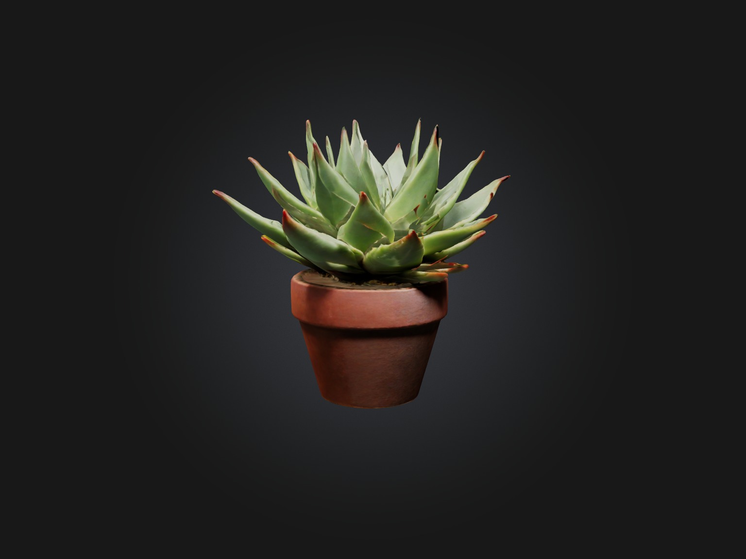 Succulent Model Low-poly 3D model_6