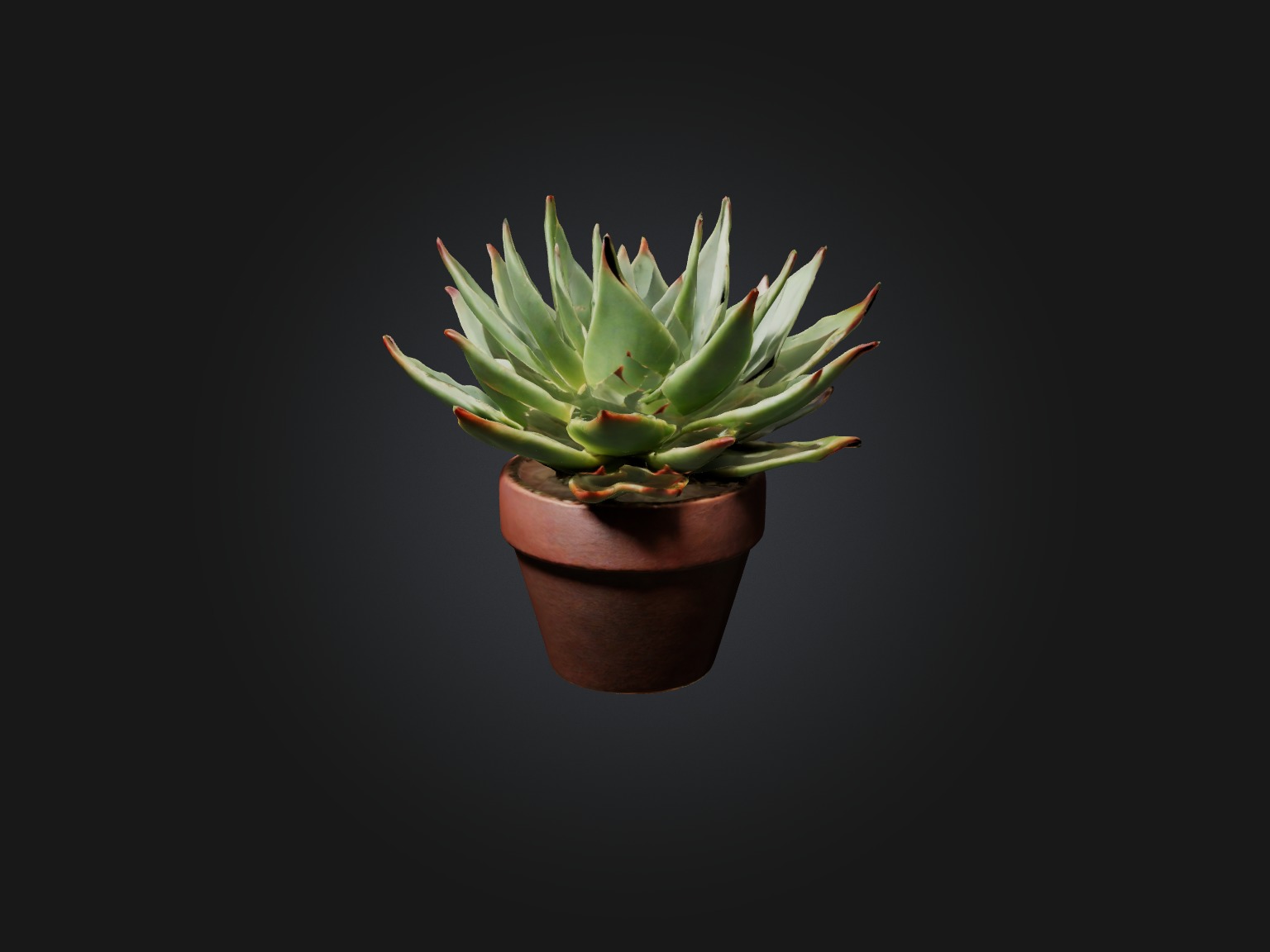 Succulent Model Low-poly 3D model_3