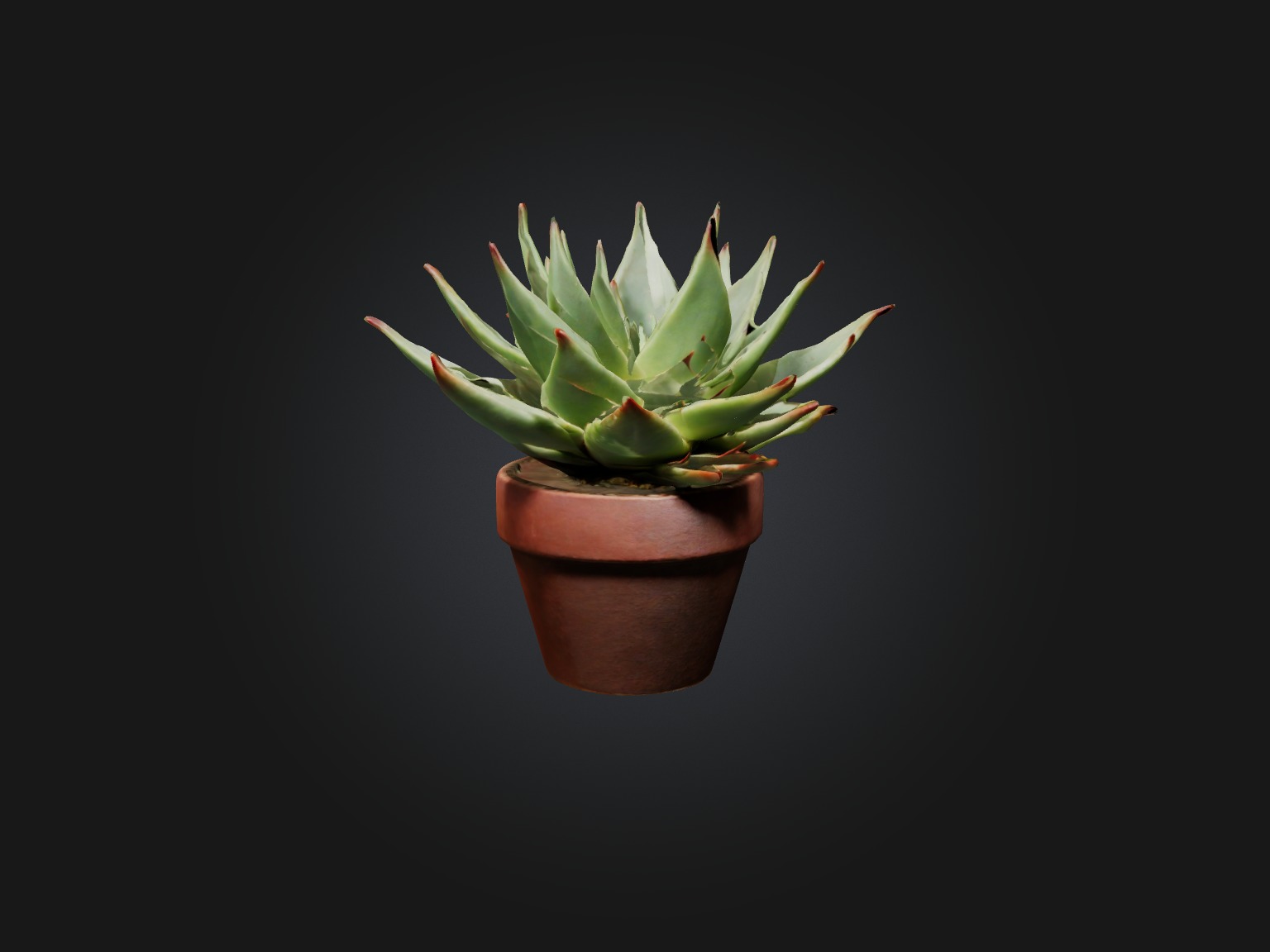 Succulent Model Low-poly 3D model_5