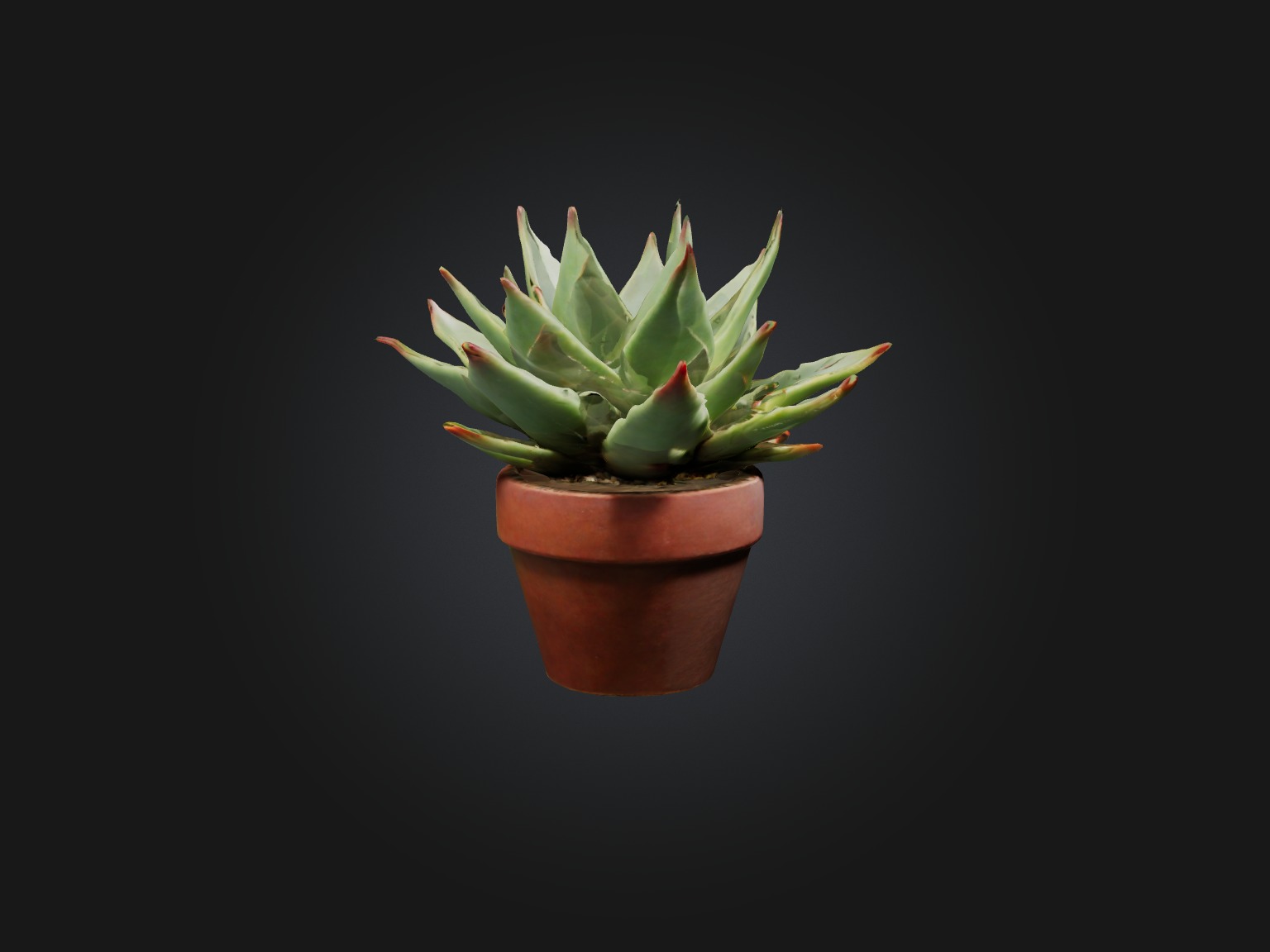 Succulent Model Low-poly 3D model_8