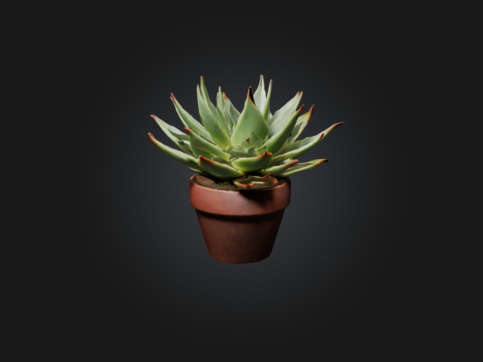 Succulent Model Low-poly 3D model_4