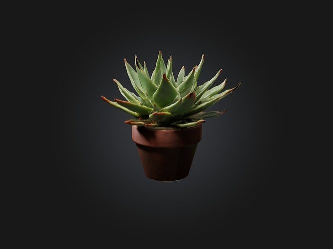 Succulent Model Low-poly 3D model