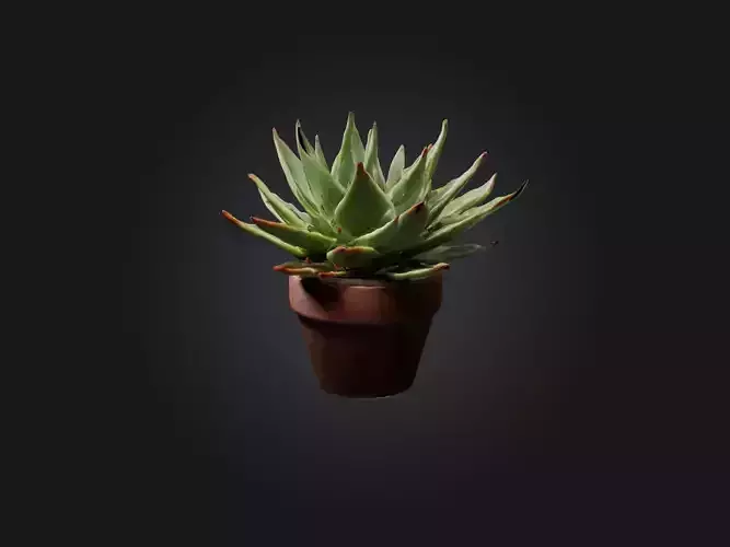 Succulent Model