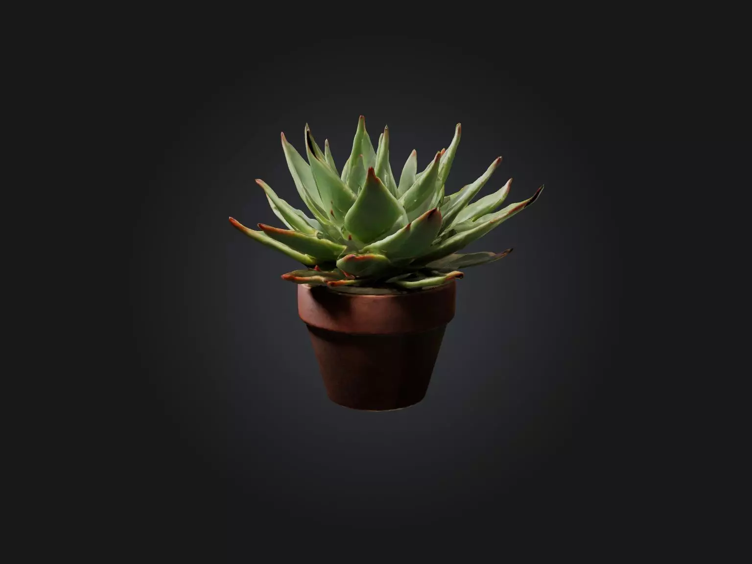 Succulent Model Low-poly 3D model_0