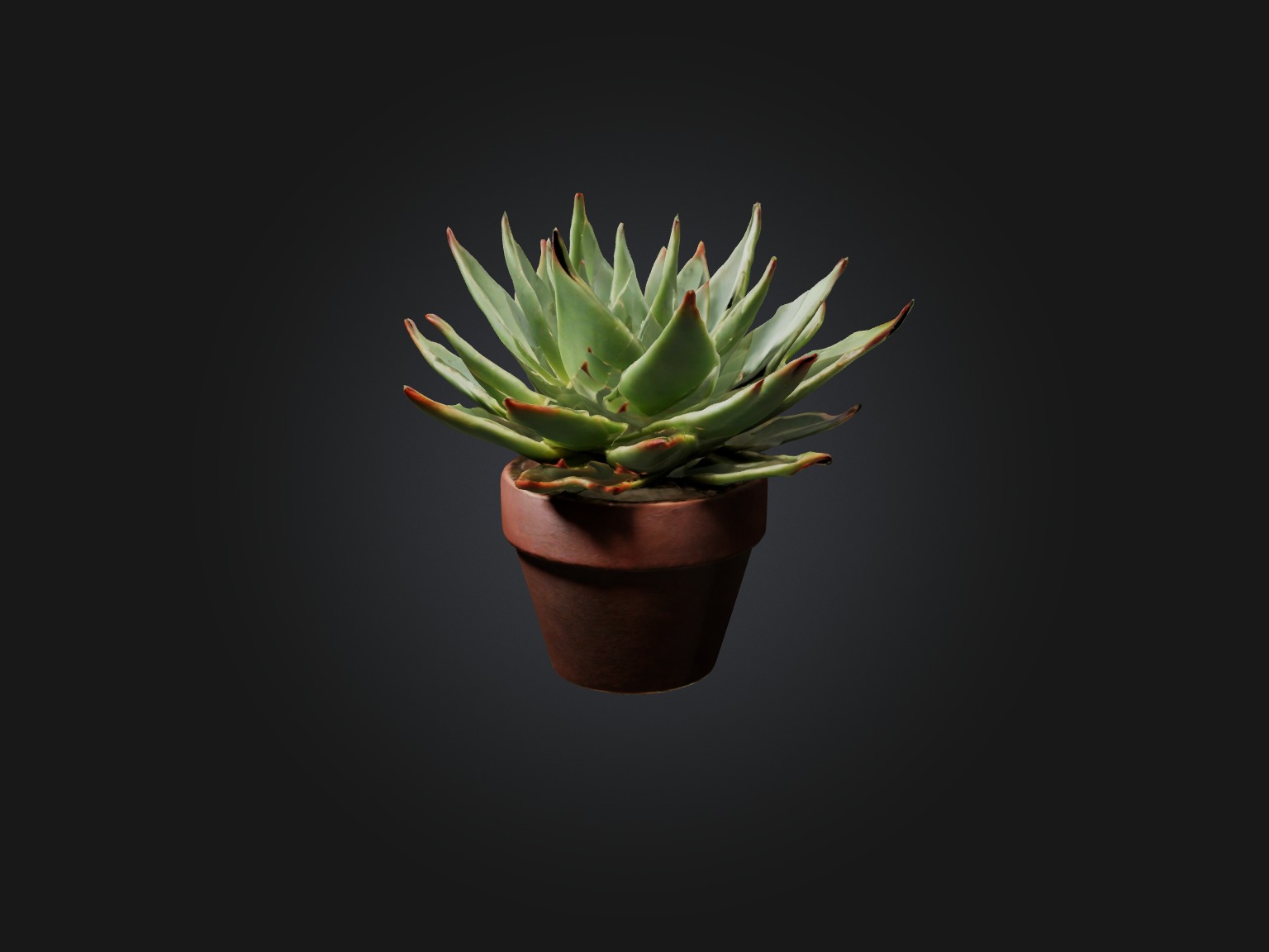 Succulent Model Low-poly 3D model_1