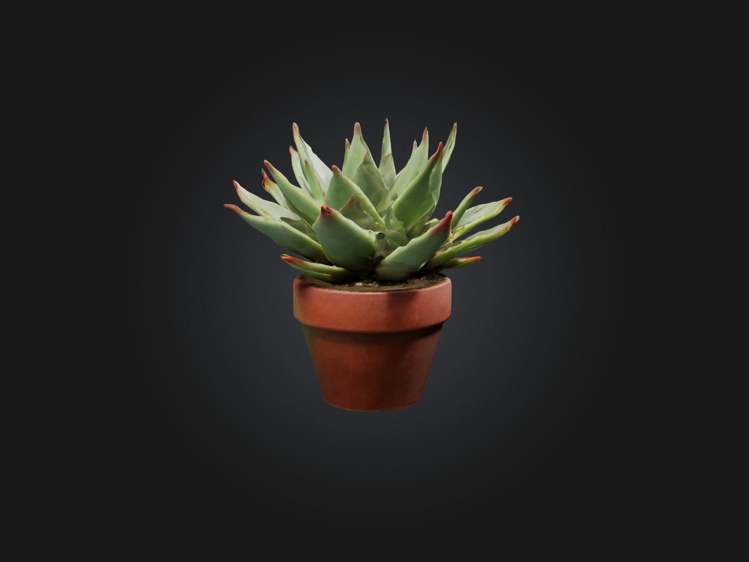 Succulent Model Low-poly 3D model_9