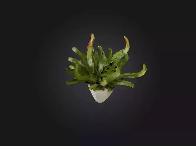 Staghorn Fern Model
