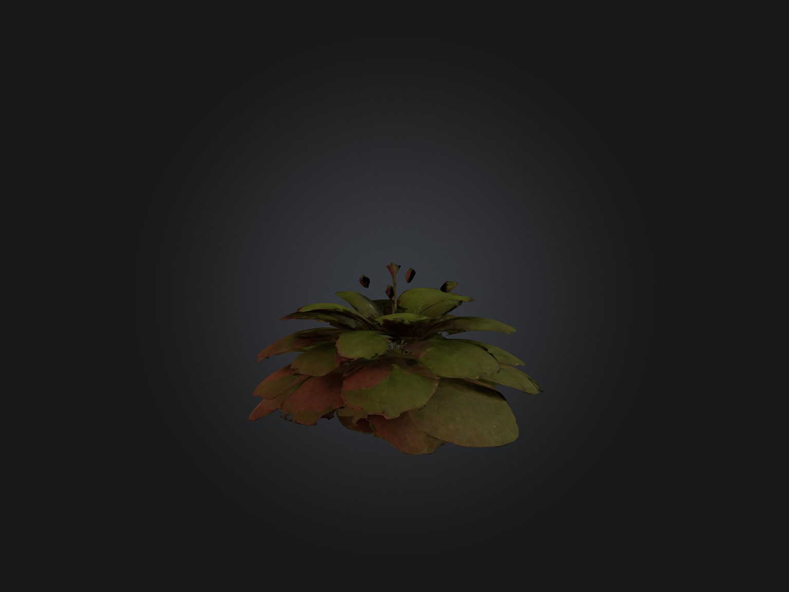 Sorrel Model Low-poly 3D model_8