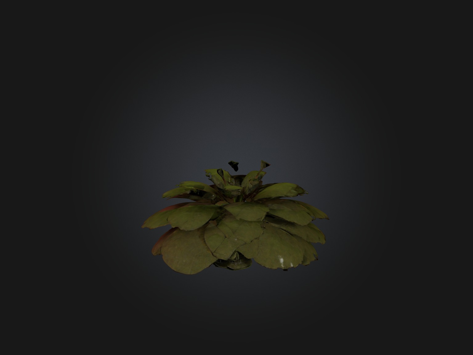 Sorrel Model Low-poly 3D model_4