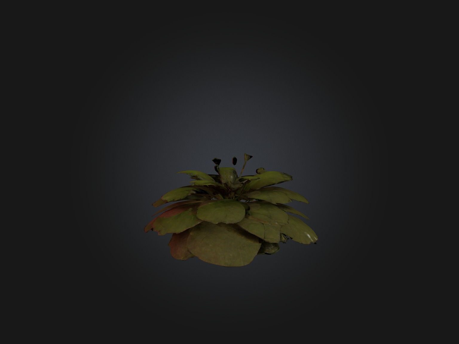 Sorrel Model Low-poly 3D model_6