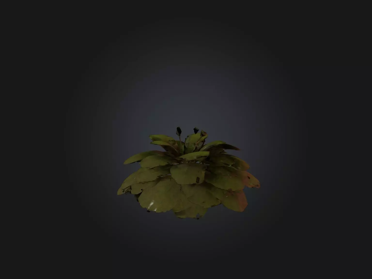 Sorrel Model Low-poly 3D model_0