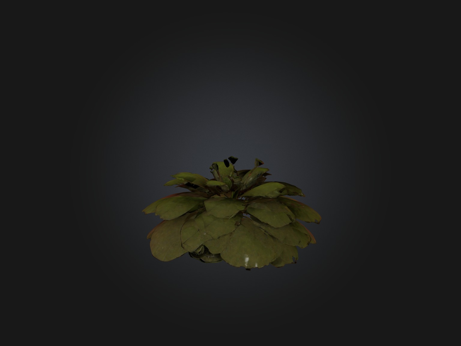 Sorrel Model Low-poly 3D model_3