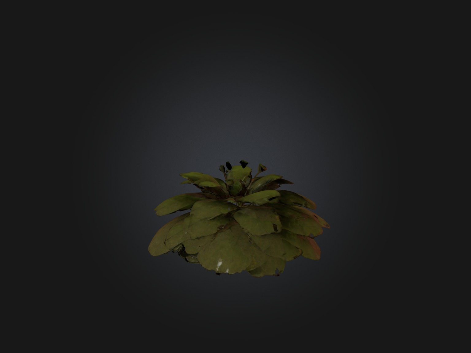 Sorrel Model Low-poly 3D model_1