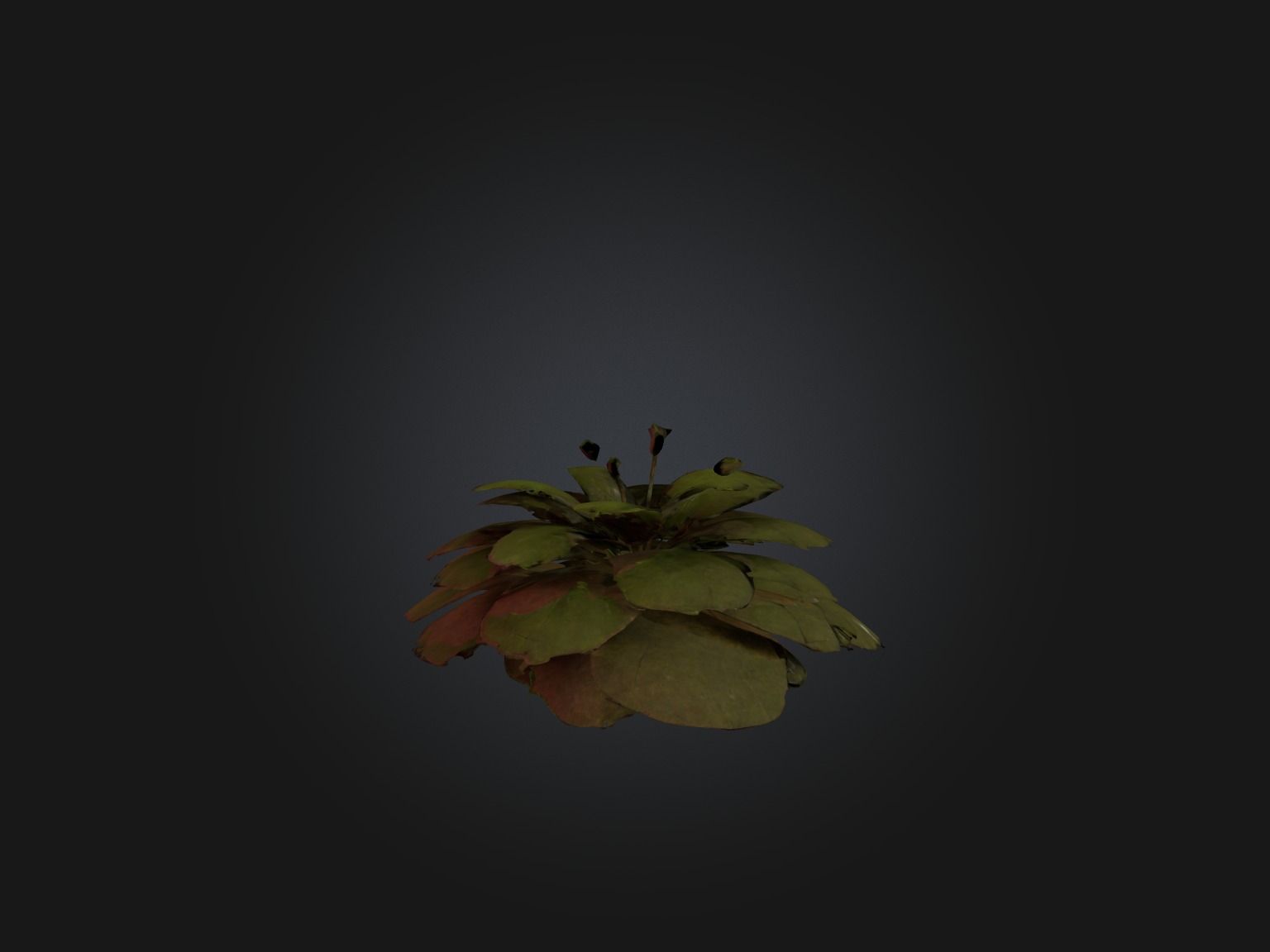 Sorrel Model Low-poly 3D model_7