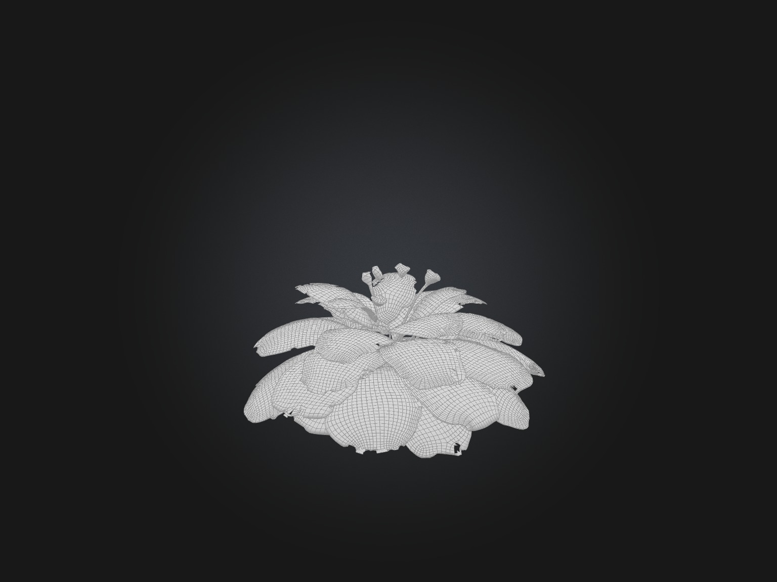 Sorrel Model Low-poly 3D model_2