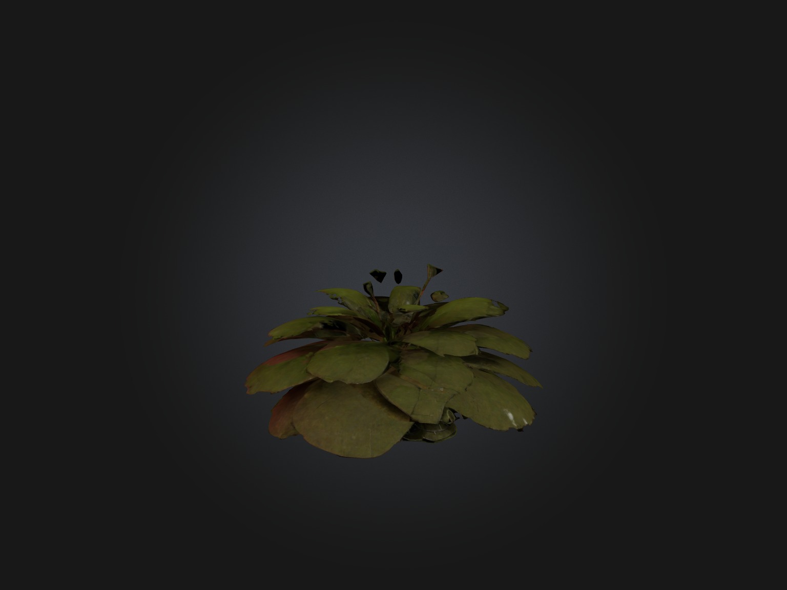 Sorrel Model Low-poly 3D model_5