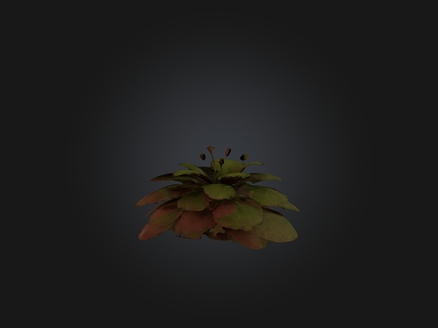 Sorrel Model Low-poly 3D model_9