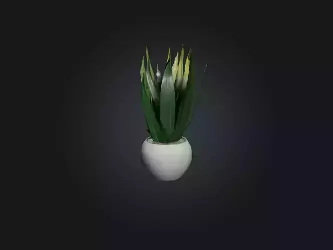 Snake Plant Model