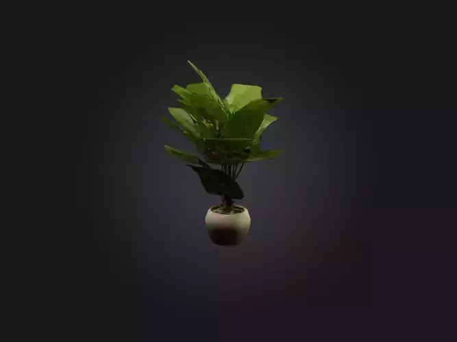 Schefflera Model