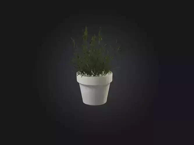 Rosemary Model