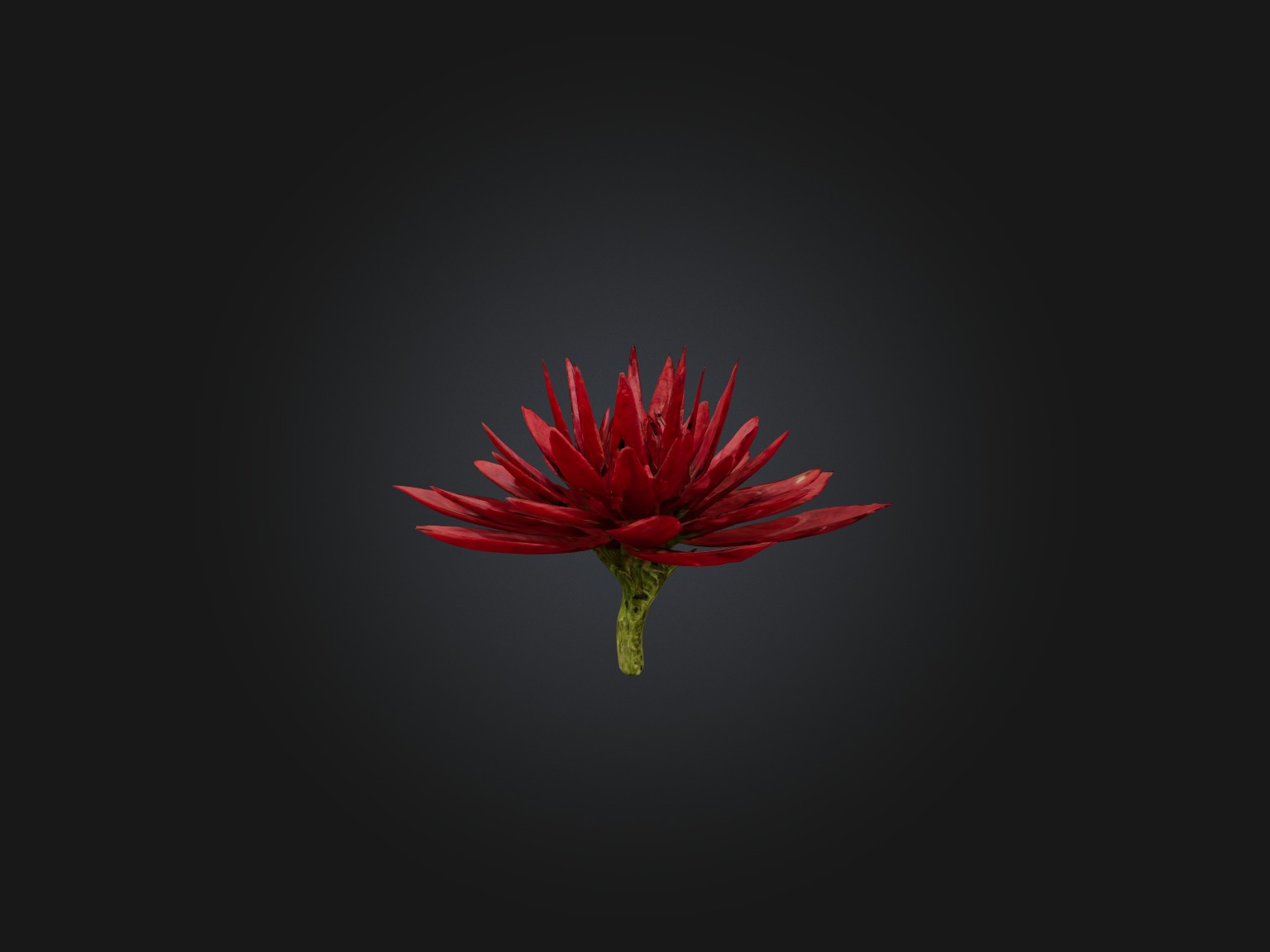 Red Herb Low-poly 3D model_4