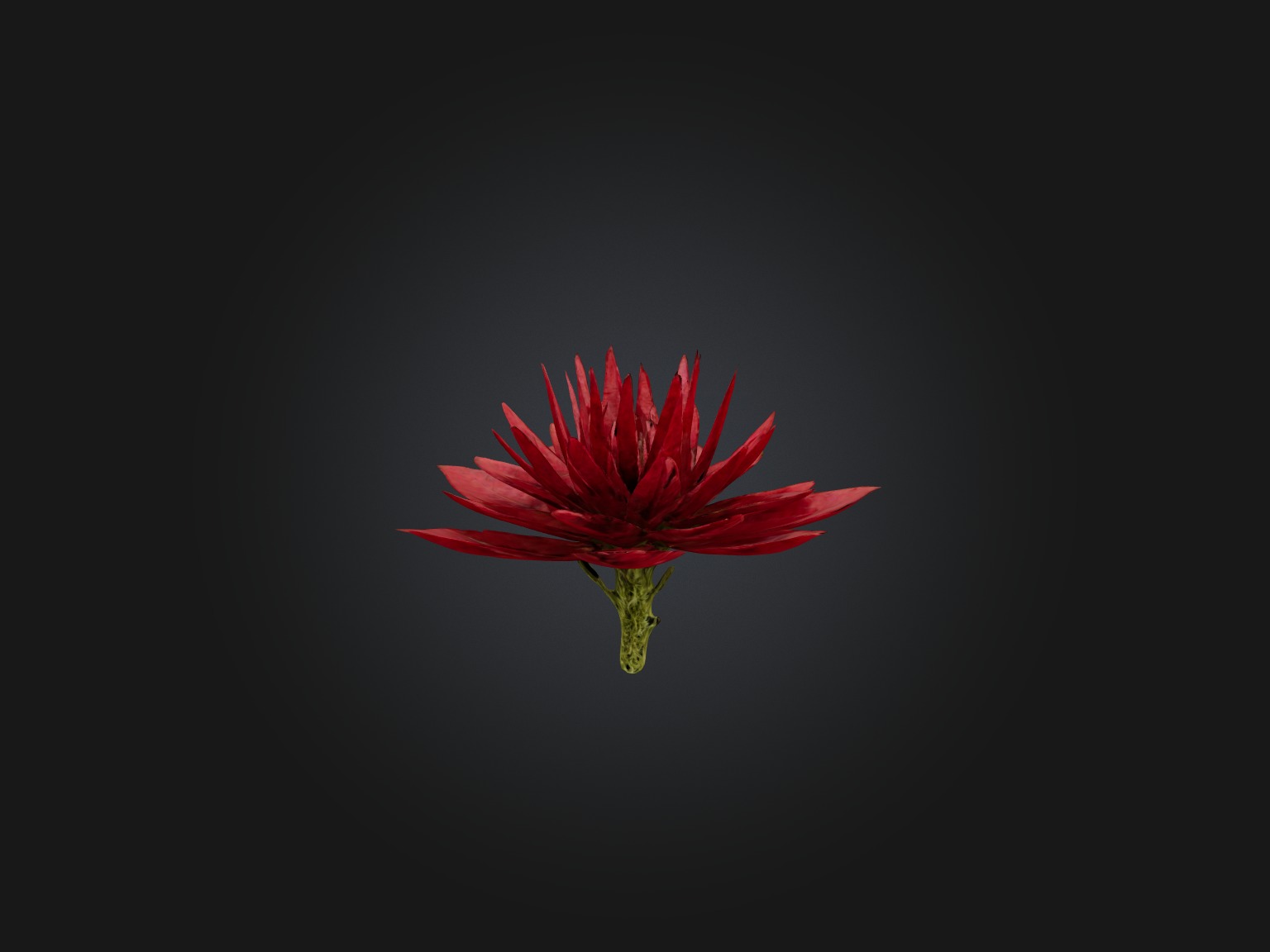 Red Herb Low-poly 3D model_3