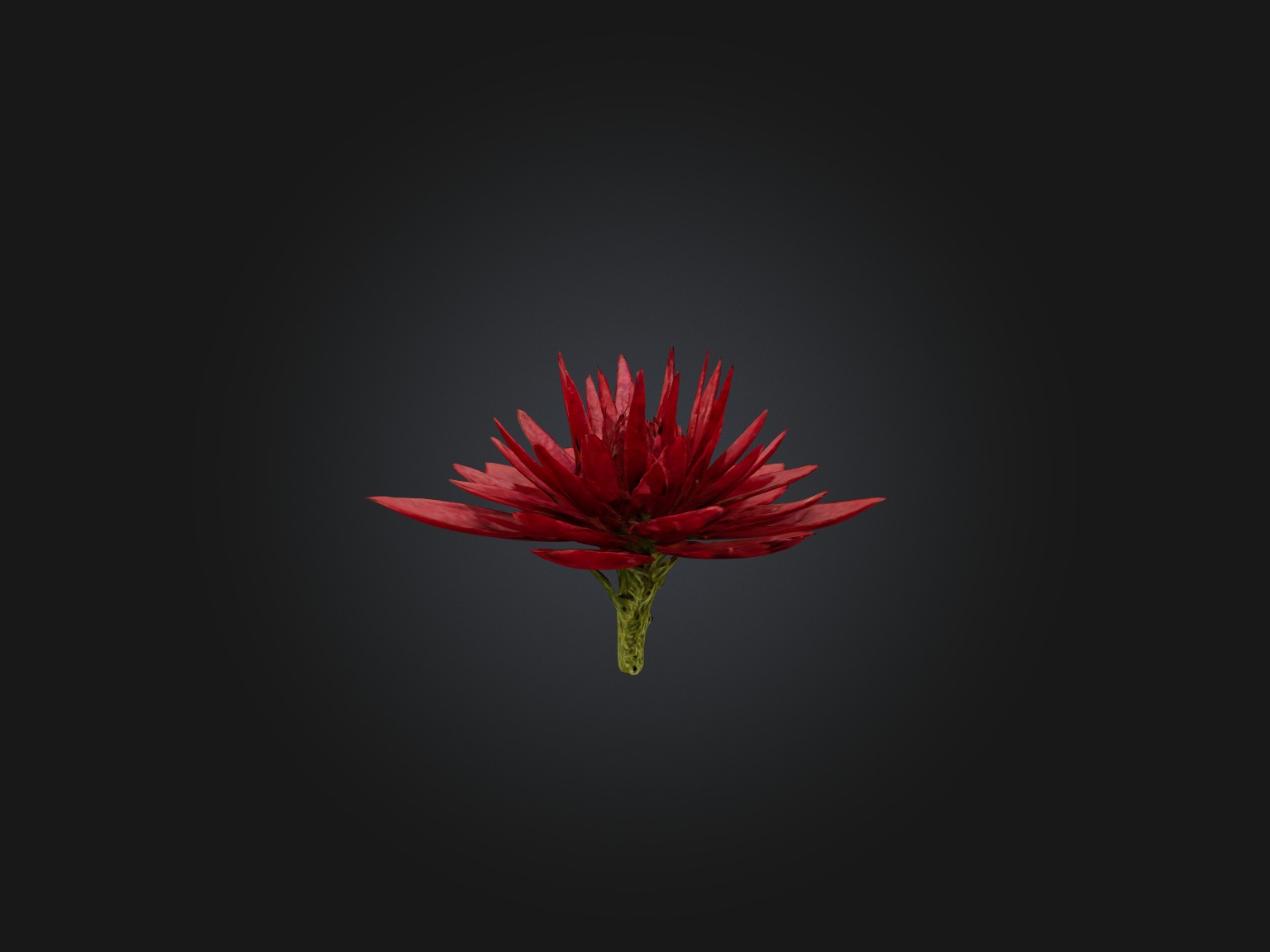 Red Herb Low-poly 3D model_7