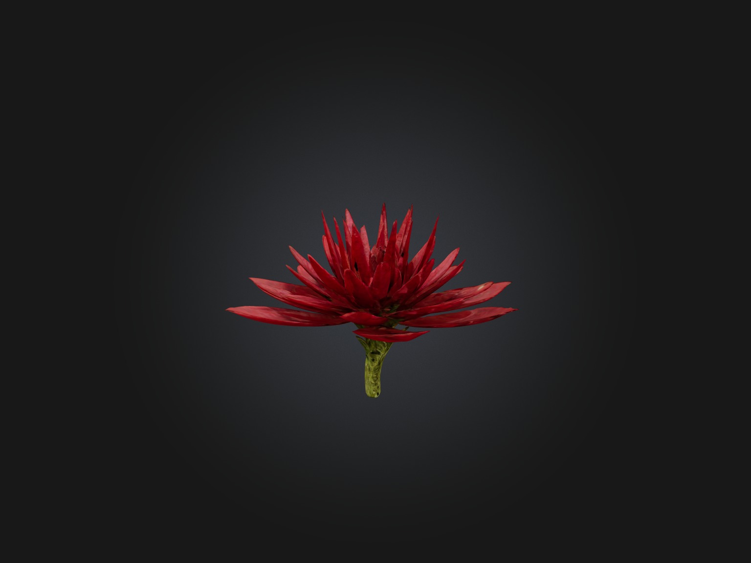 Red Herb Low-poly 3D model_6