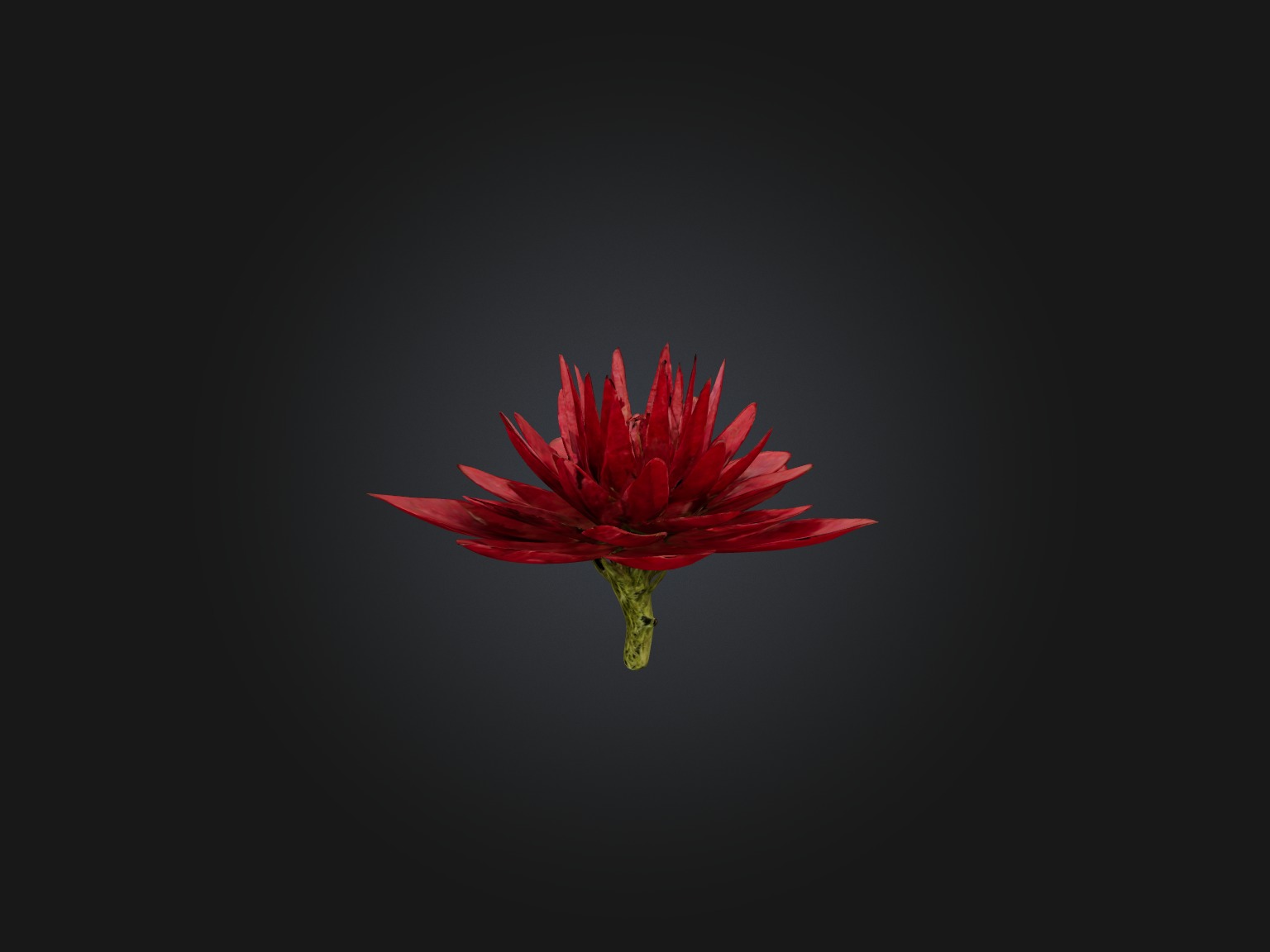 Red Herb Low-poly 3D model_1