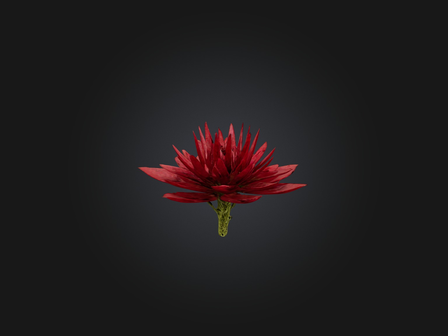 Red Herb Low-poly 3D model_5