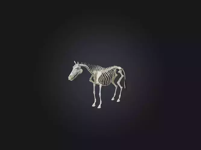 Realistic Zebra Skeleton Model