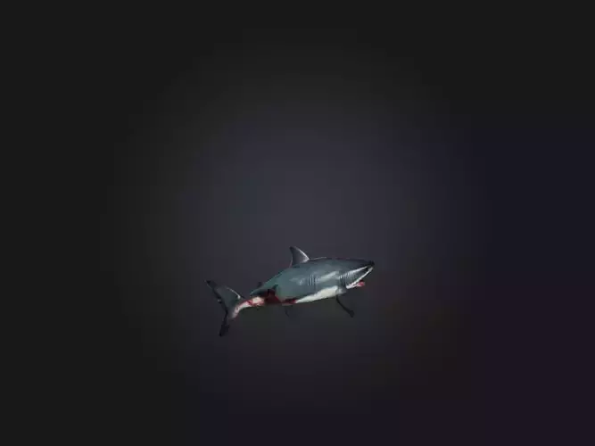 Realistic Wounded Shark Model