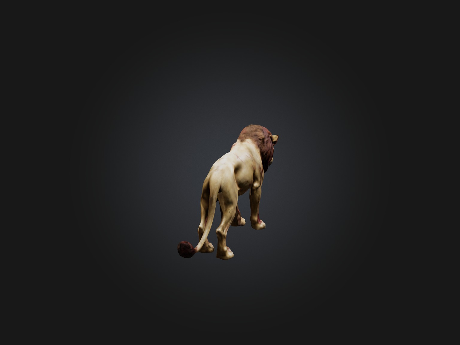 Realistic Wounded Lion Model Low-poly 3D model_8