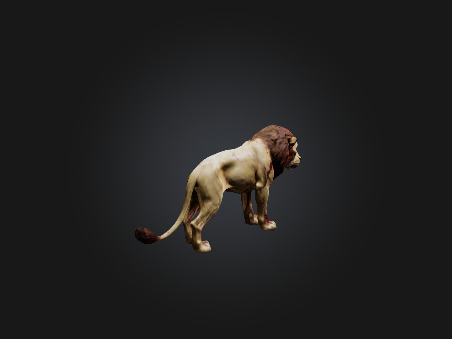 Realistic Wounded Lion Model Low-poly 3D model_7