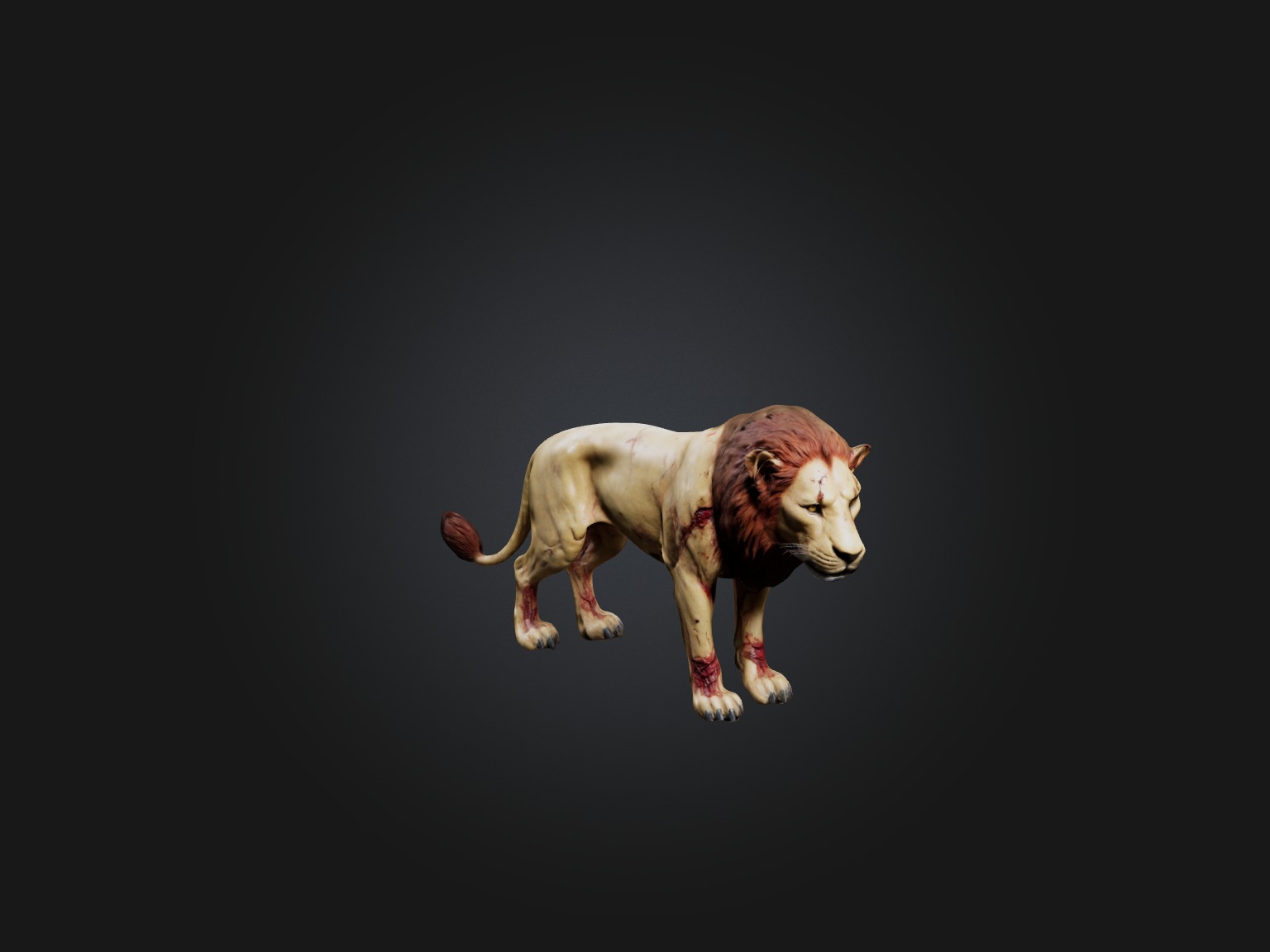 Realistic Wounded Lion Model Low-poly 3D model_3