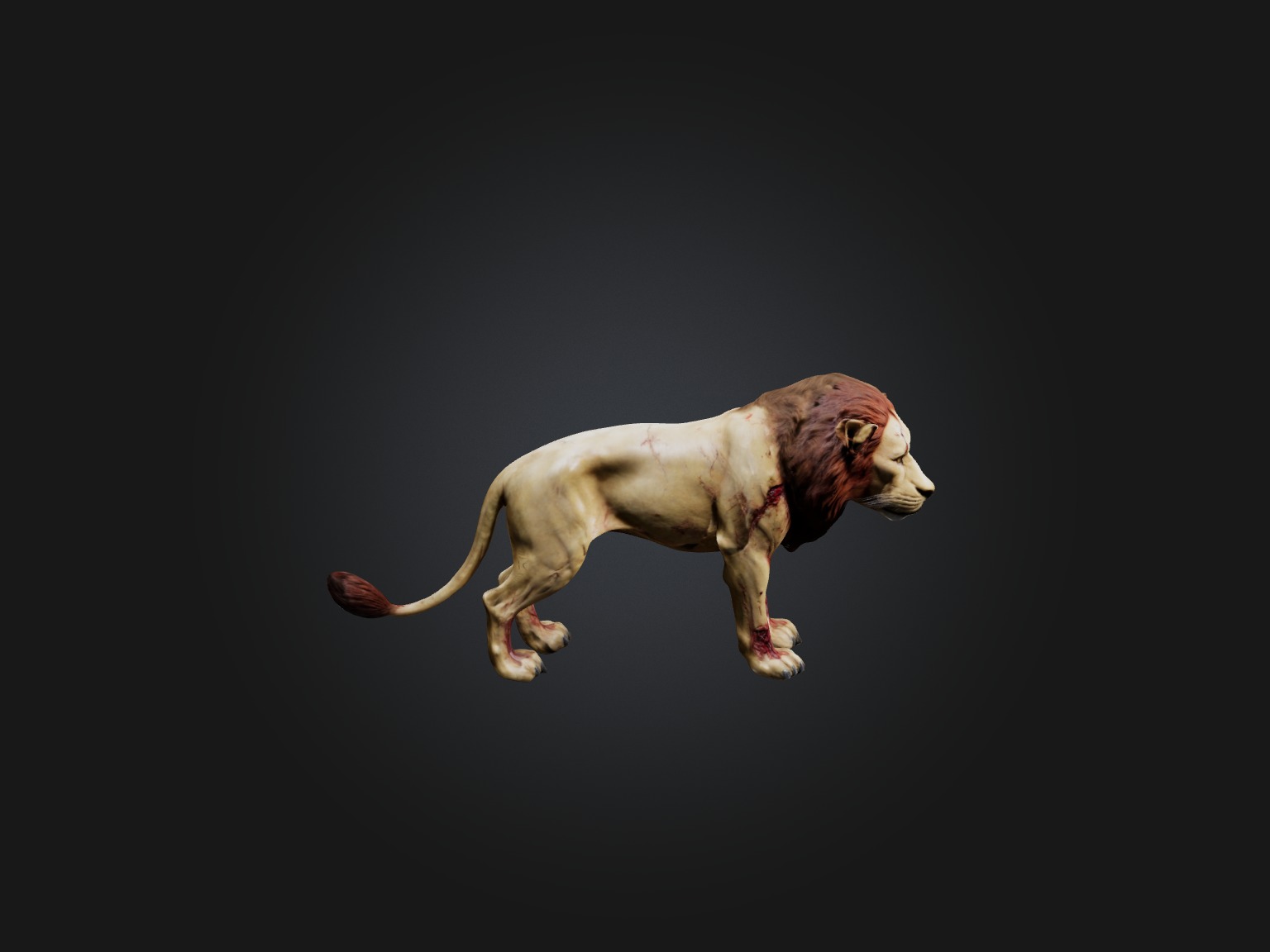 Realistic Wounded Lion Model Low-poly 3D model_5