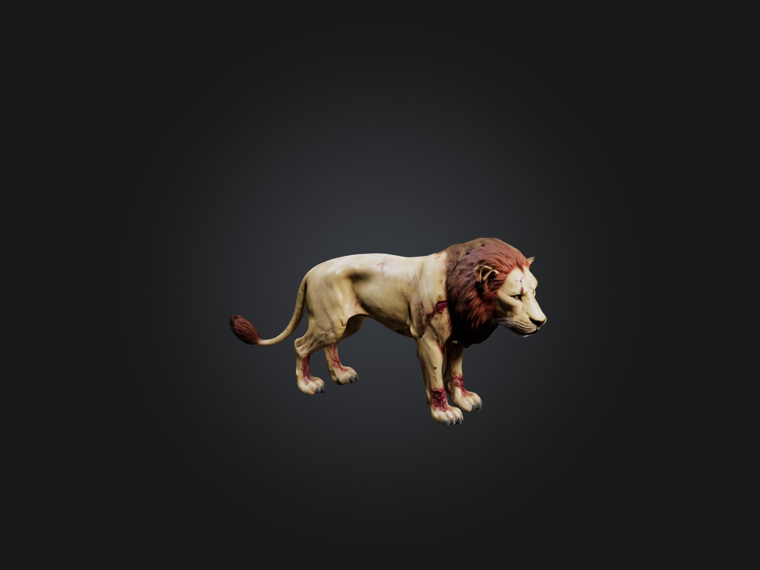 Realistic Wounded Lion Model Low-poly 3D model_4