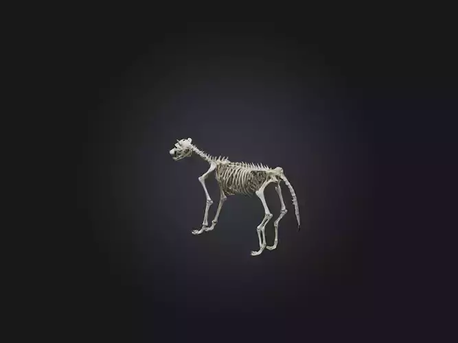 Realistic Wolf Skeleton Model
