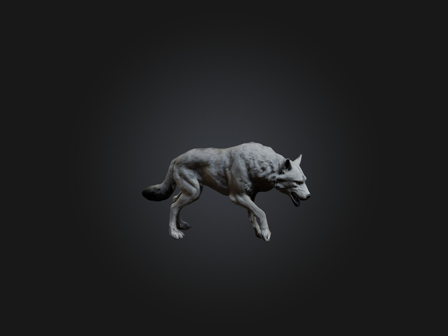Realistic Wolf Modell Low-poly 3D model_4