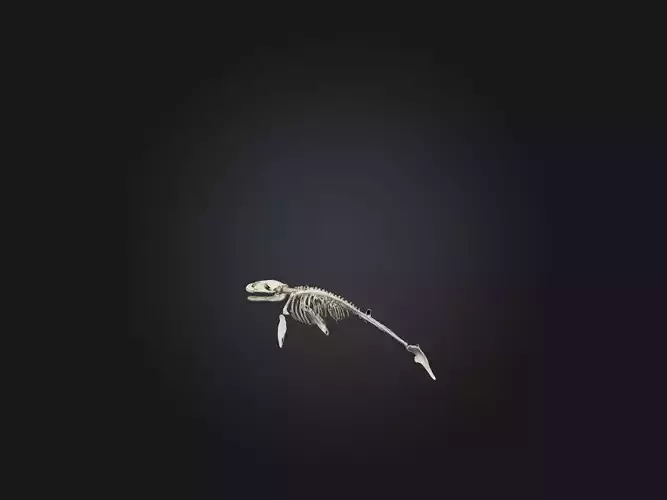 Realistic Whale Skeleton Model