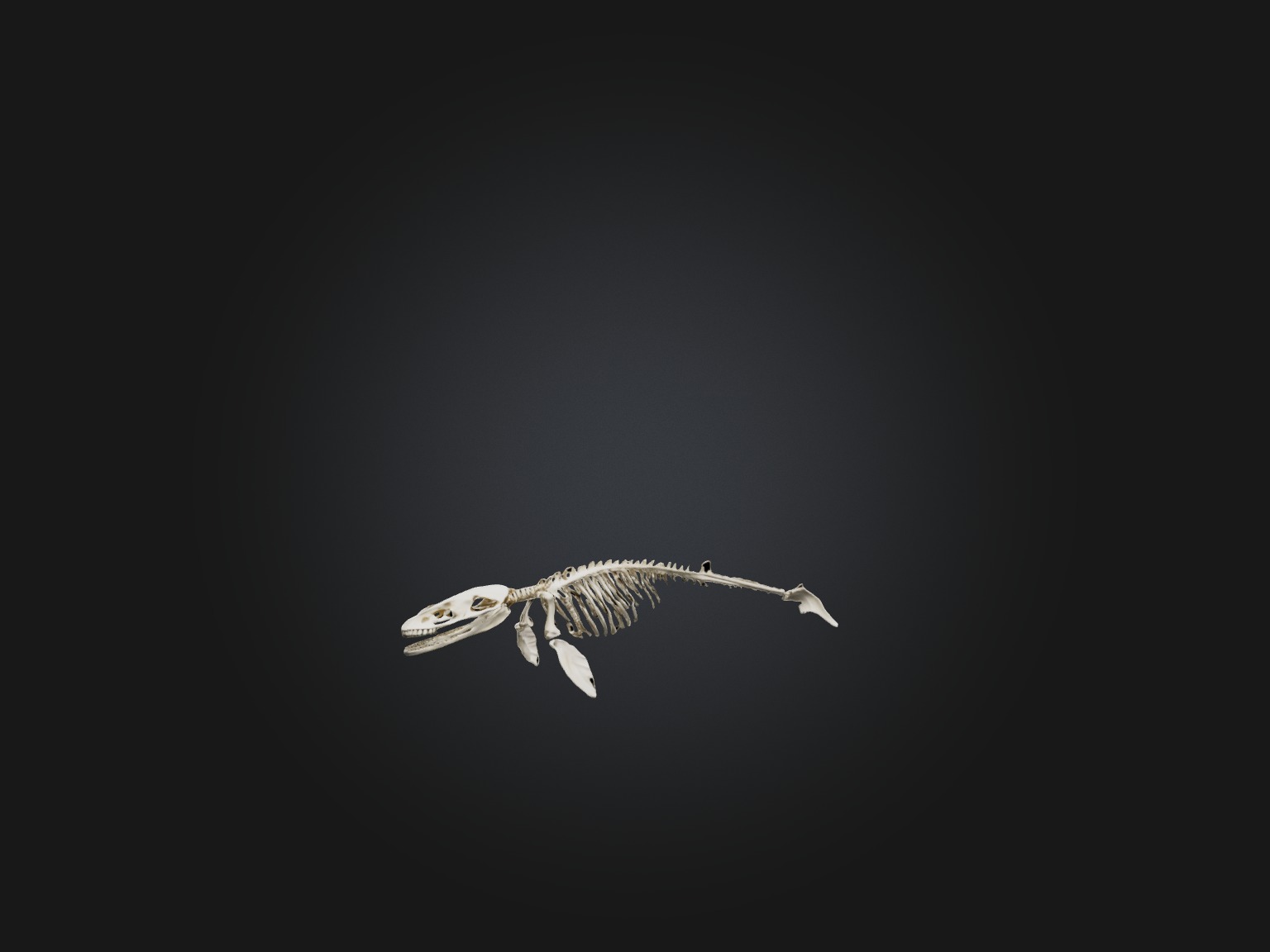 Realistic Whale Skeleton Model Low-poly 3D model_5