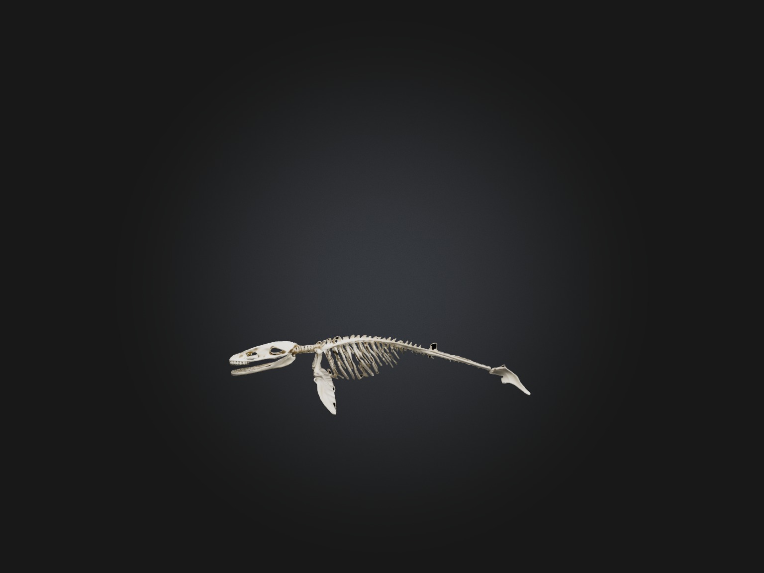 Realistic Whale Skeleton Model Low-poly 3D model_4
