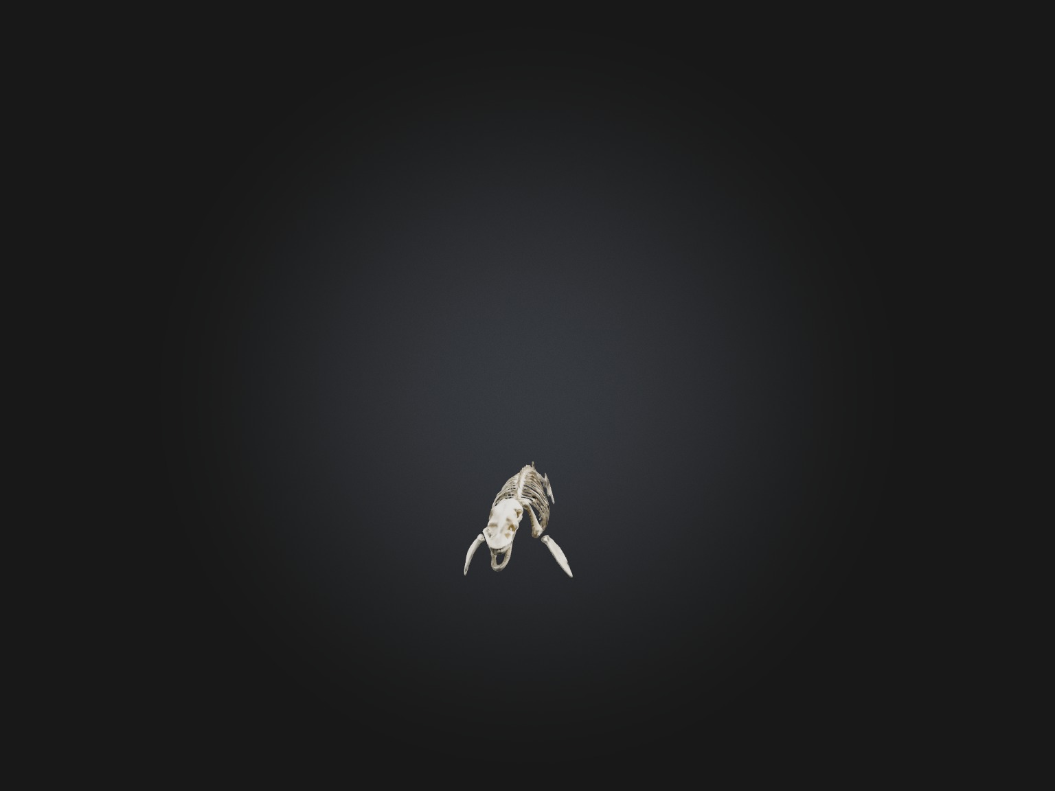 Realistic Whale Skeleton Model Low-poly 3D model_7
