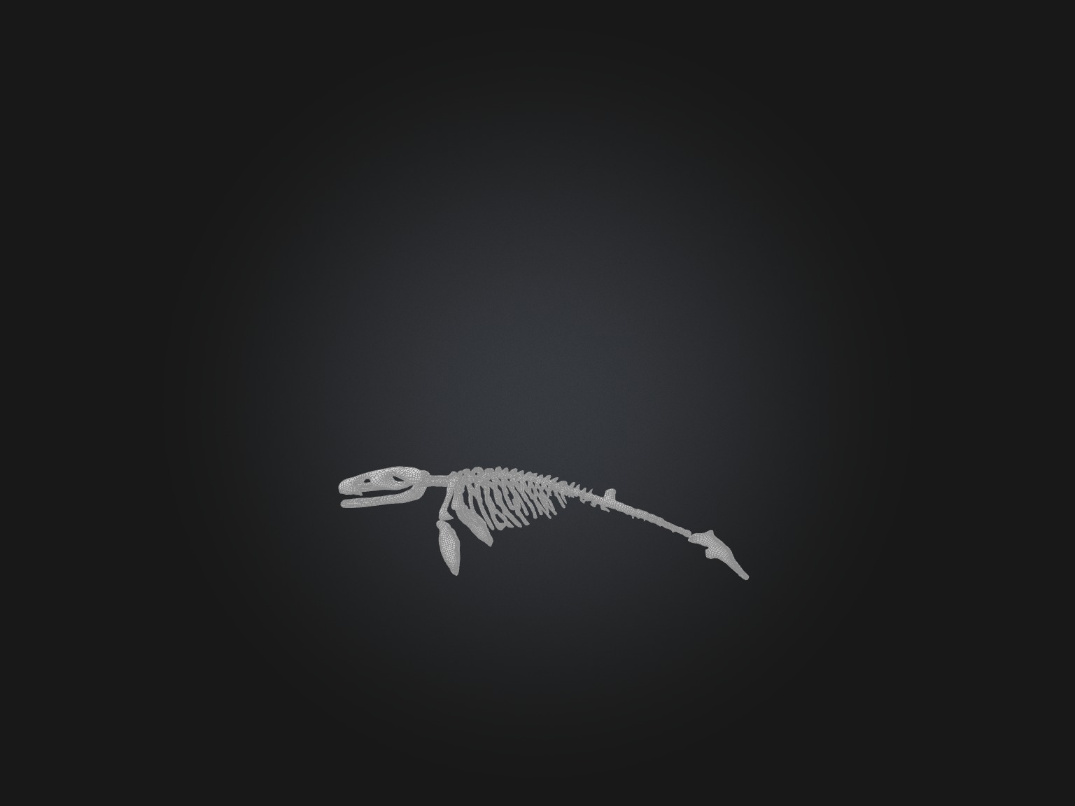 Realistic Whale Skeleton Model Low-poly 3D model_3