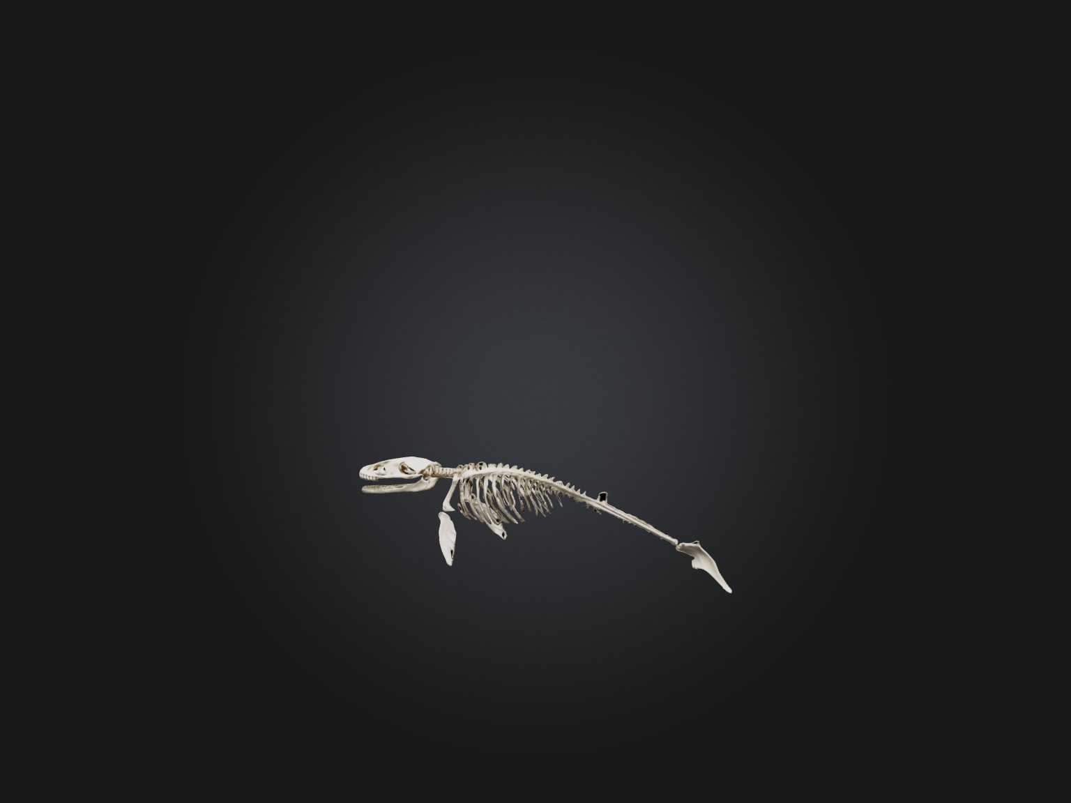 Realistic Whale Skeleton Model Low-poly 3D model_1
