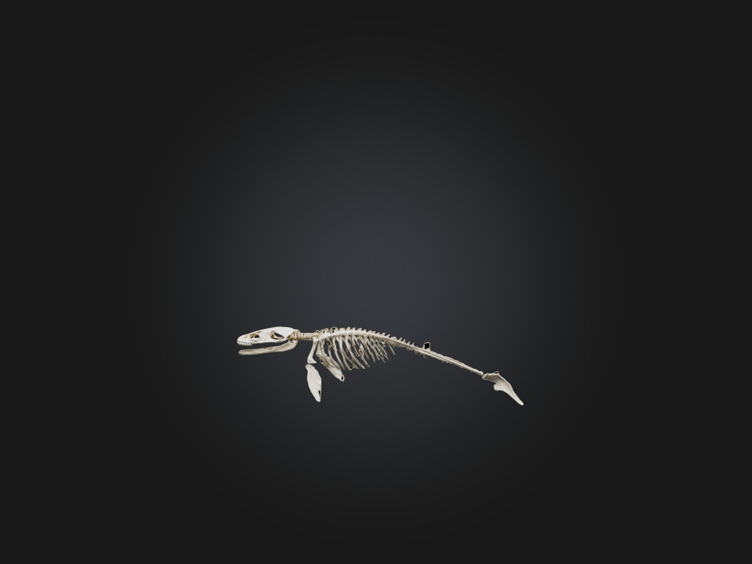 Realistic Whale Skeleton Model Low-poly 3D model_2