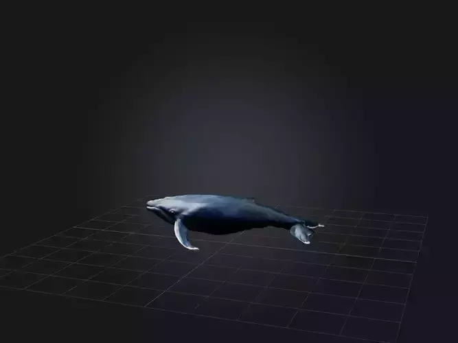 Realistic Whale Model